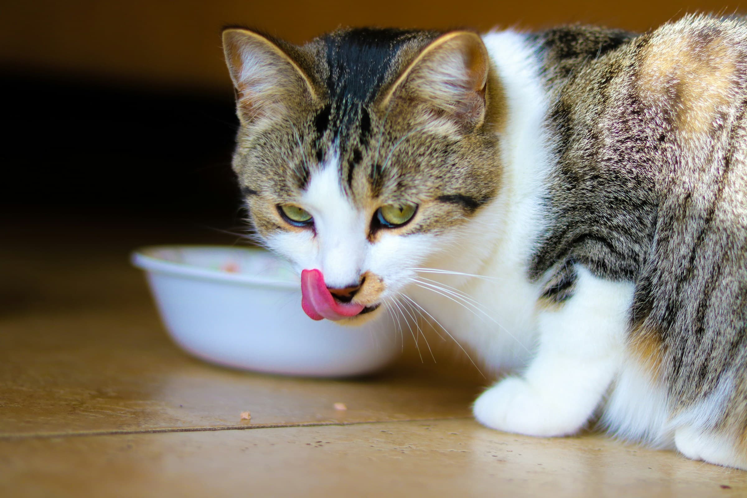 Choosing halal for your pet