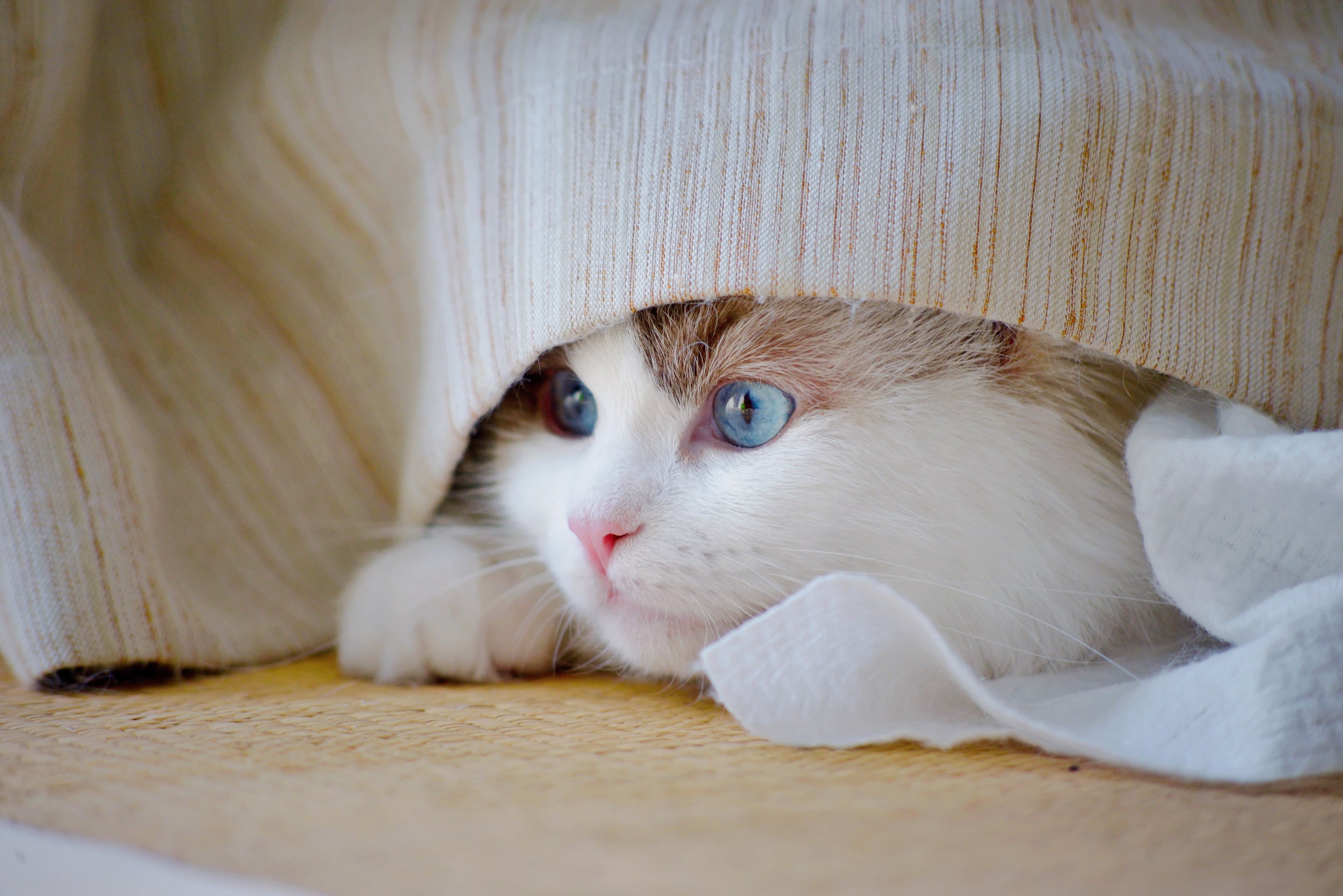 Premium halal cat food lifestyle image